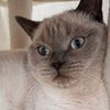 litlepuffycat
