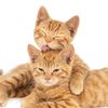 kitteuys855