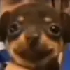 peosgalanek