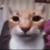 buvaet_pram_lyto