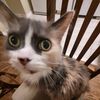 yummy_nummy_cats