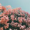 ross_1897