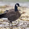 that_goose