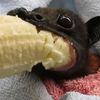 batzlovezstarz