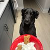 bensonthegoldenretrieve