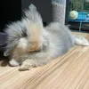 zoothemochi