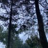 fhreziu