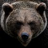 sonofbearman