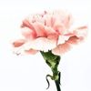 hayatalswiehly7