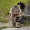 norwegiancat_gimli