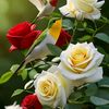 brahym_505
