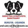 Hope for stray-pets sanctuary