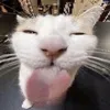 christian_wolf42