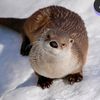 otterkitty_14