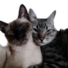 meumundocatt