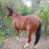 cesarbelixsan