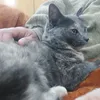 pameespiperea