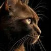 gatomarronitape