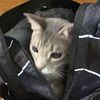 ..petethecat