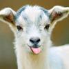 goatgoatgoat07