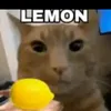 lemon_lemon_lemon_wasa