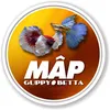 mp.bettaguppy
