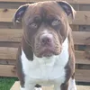 dazzobear