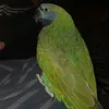 nik.https.com