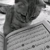 daily.hijrah7