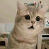 n.k_kawi