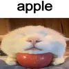 nasralvkfcobosral