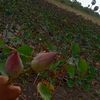 thamil2293