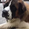 trikykoko