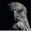 mohmmalfify0
