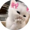 meow.meow1437