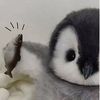 oshin_3457