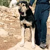 dog_rashmar