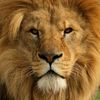 lionromantic
