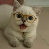 goianhlabumbicsicadac