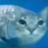 ️