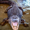 alligator_22