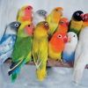 متجر الطيور 🦜
