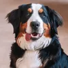 atena_bernese