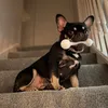 bellethefrenchie_bigdog