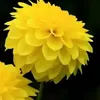 pariya.talukder