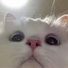 pltwdpa