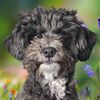 myshepadoodle