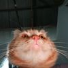 cyfaasukasemangkaaa