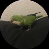 martinbalandran8