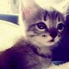 shasshra_